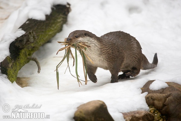 Fischotter (Lutra lutra)