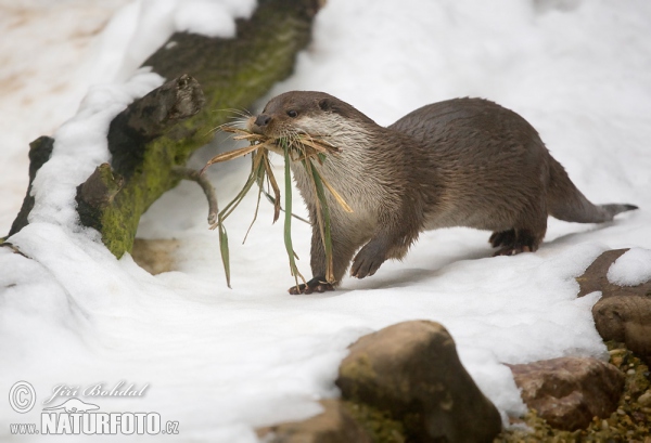 Fischotter (Lutra lutra)