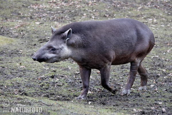 Flachlandtapir (Tapirus terrestris)