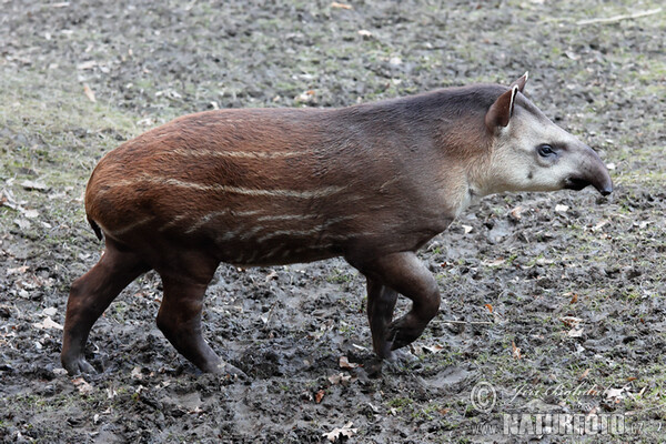 Flachlandtapir (Tapirus terrestris)