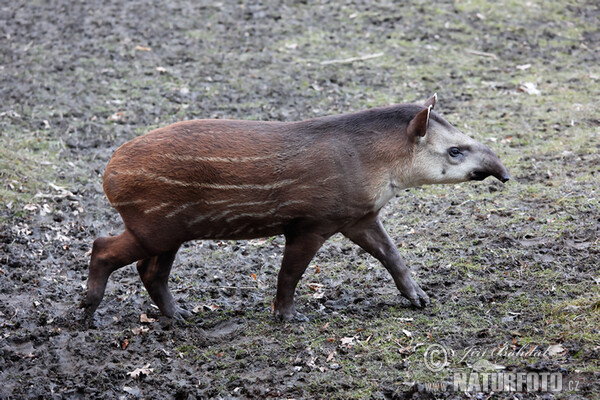 Flachlandtapir (Tapirus terrestris)