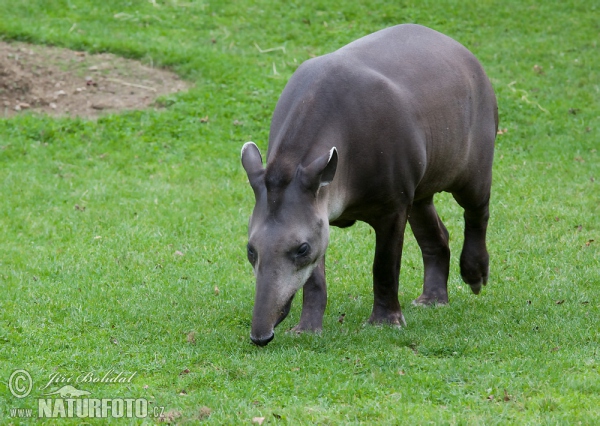 Flachlandtapir (Tapirus terrestris)