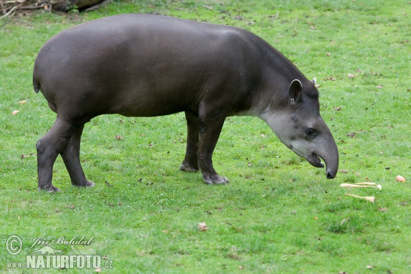 Flachlandtapir (Tapirus terrestris)