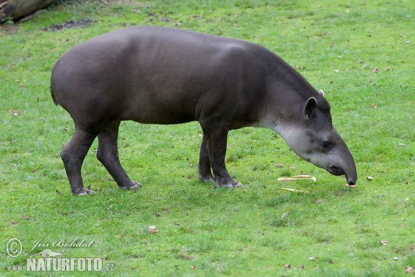 Flachlandtapir (Tapirus terrestris)