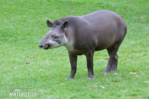 Flachlandtapir (Tapirus terrestris)
