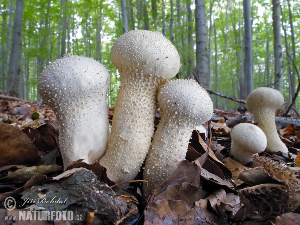 Flaschenstäubling (Lycoperdon perlatum)