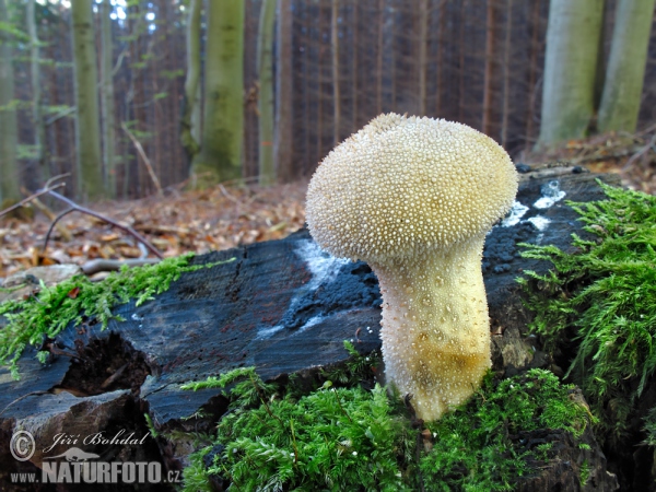 Flaschenstäubling (Lycoperdon perlatum)