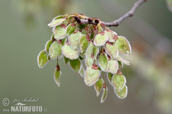 Flatterulme (Ulmus laevis)