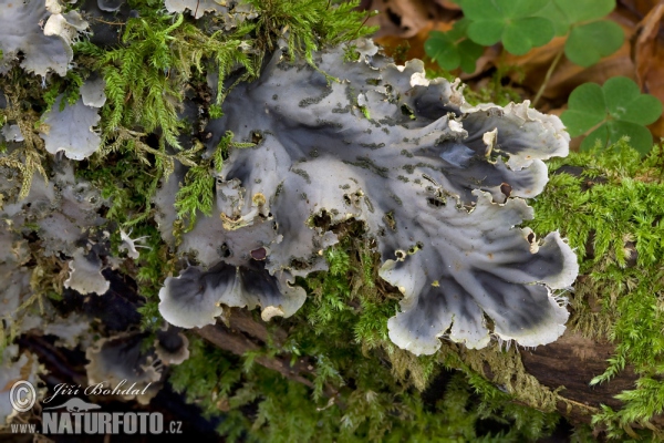 Flechte (Peltigera sp.)