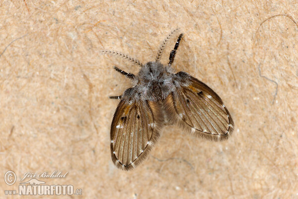 Fliege (Clogmia albipunctata)