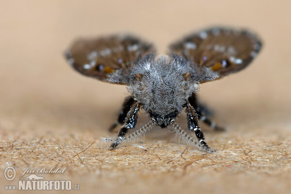 Fliege (Clogmia albipunctata)