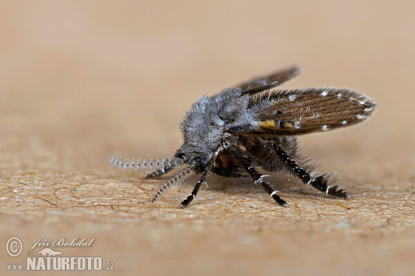 Fliege (Clogmia albipunctata)