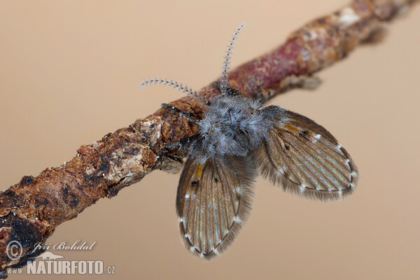 Fliege (Clogmia albipunctata)