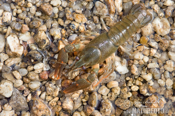 Flusskrebs, Edelkrebs (Astacus astacus)