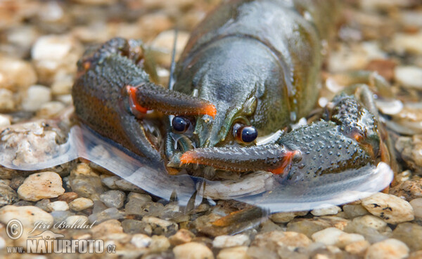 Flusskrebs, Edelkrebs (Astacus astacus)