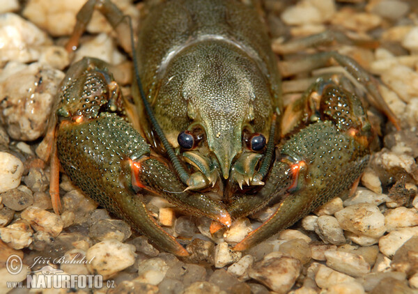 Flusskrebs, Edelkrebs (Astacus astacus)