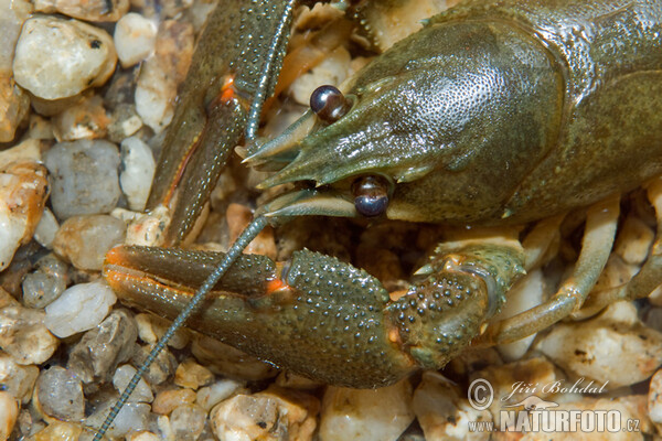 Flusskrebs, Edelkrebs (Astacus astacus)