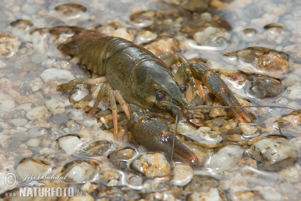 Flusskrebs, Edelkrebs (Astacus astacus)