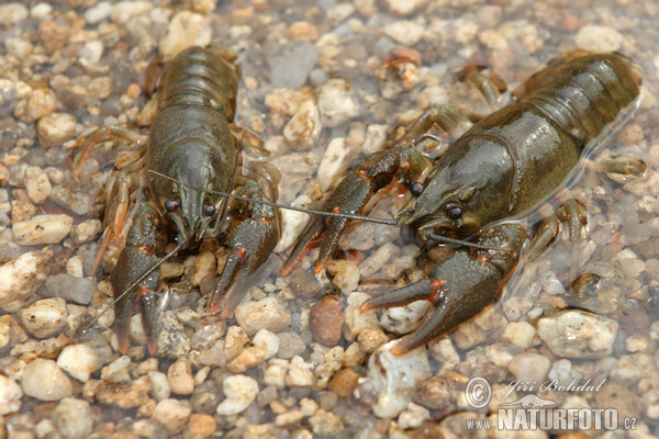 Flusskrebs, Edelkrebs (Astacus astacus)