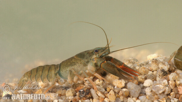 Flusskrebs, Edelkrebs (Astacus astacus)