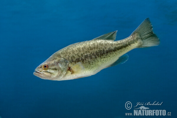 Forellen Barsch (Micropterus salmoides)