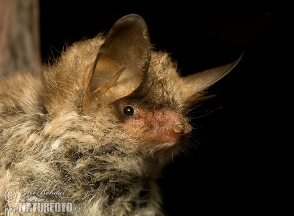 Fransenfledermaus (Myotis nattereri)