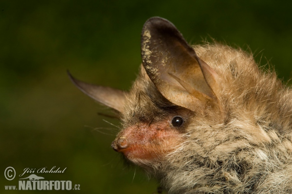 Fransenfledermaus (Myotis nattereri)