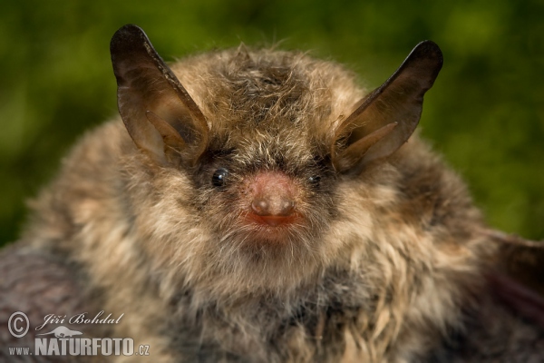 Fransenfledermaus (Myotis nattereri)