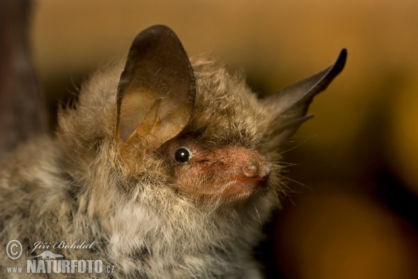 Fransenfledermaus (Myotis nattereri)