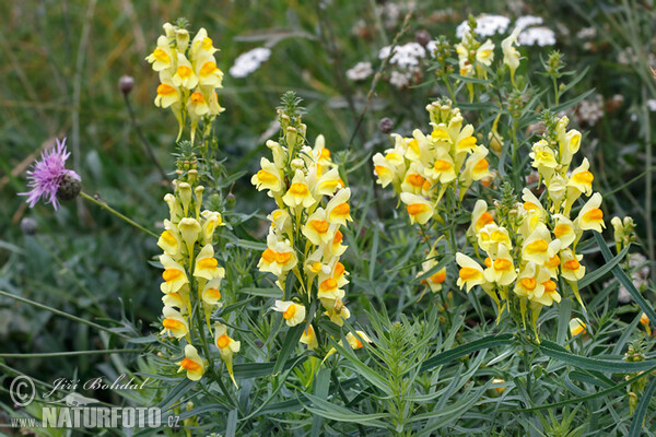 Frauenflachs (Linaria vulgaris)