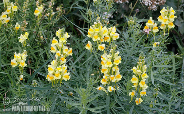 Frauenflachs (Linaria vulgaris)