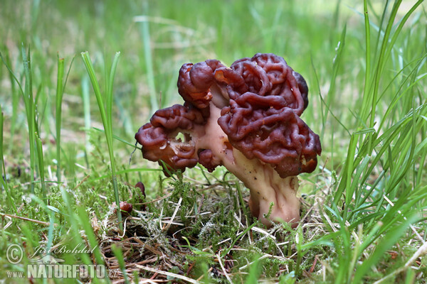 Frühjahrslorchel (Gyromitra esculenta)