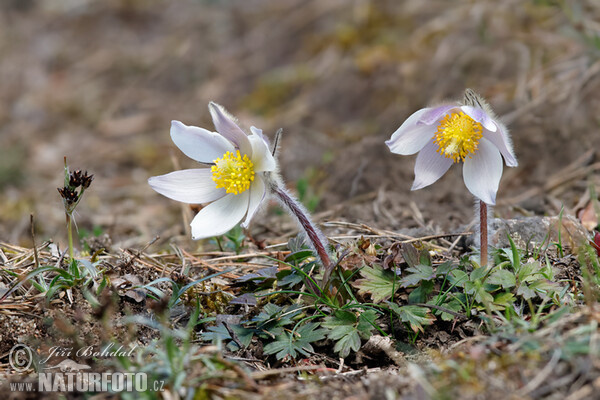 Frühlings-Kuhschelle (Pulsatilla vernalis)