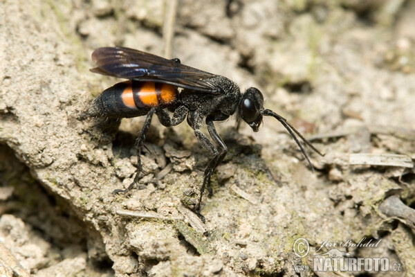 Frühlings Wegwespe (Anoplius viaticus)