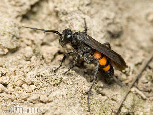 Frühlings Wegwespe (Anoplius viaticus)