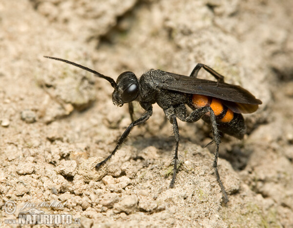 Frühlings Wegwespe (Anoplius viaticus)