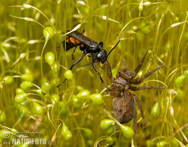 Frühlings Wegwespe (Anoplius viaticus)