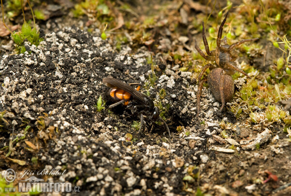 Frühlings Wegwespe (Anoplius viaticus)