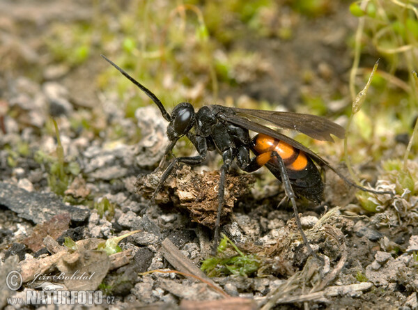 Frühlings Wegwespe (Anoplius viaticus)