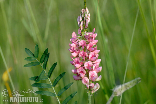 Futter Esparsette (Onobrychis viciifolia)