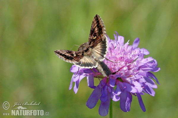 Gammaeule (Autographa gamma)