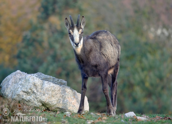 Gämse (Rupicapra rupicapra)