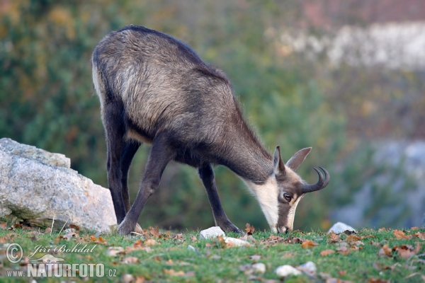 Gämse (Rupicapra rupicapra)