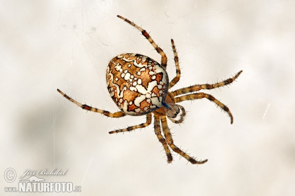 Gartenkreuzspinne (Araneus diadematus)