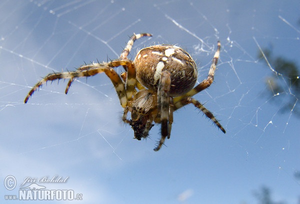 Gartenkreuzspinne (Araneus diadematus)