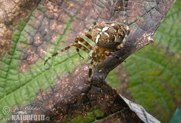 Gartenkreuzspinne (Araneus diadematus)