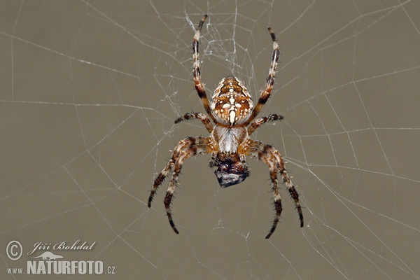 Gartenkreuzspinne (Araneus diadematus)