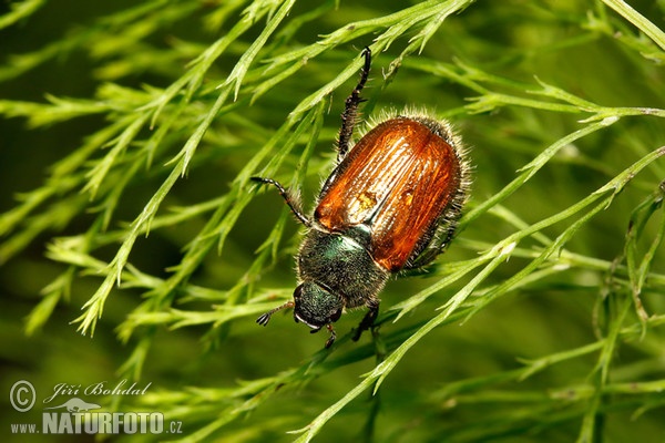 Gartenlaubkäfer (Phyllopertha horticola)