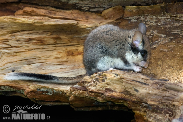 Gartenschläfer (Eliomys quercinus)