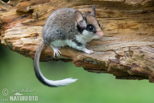 Gartenschläfer (Eliomys quercinus)